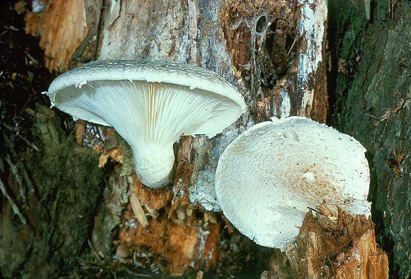 Pleurotus dryinus